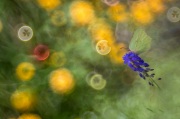 [Fotografia]