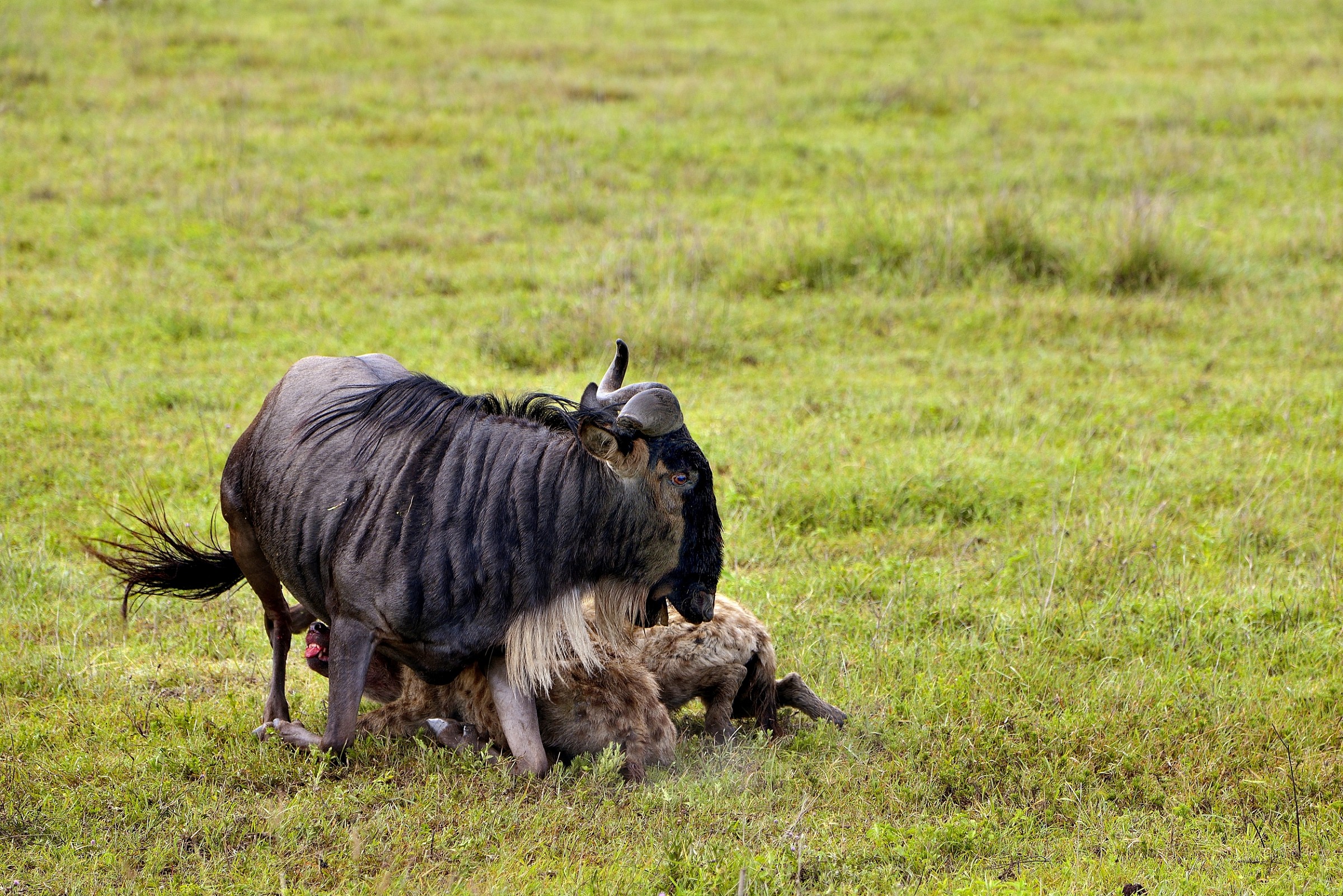 Iene iniziano a mangiare vivo uno gnu che cerca la fuga