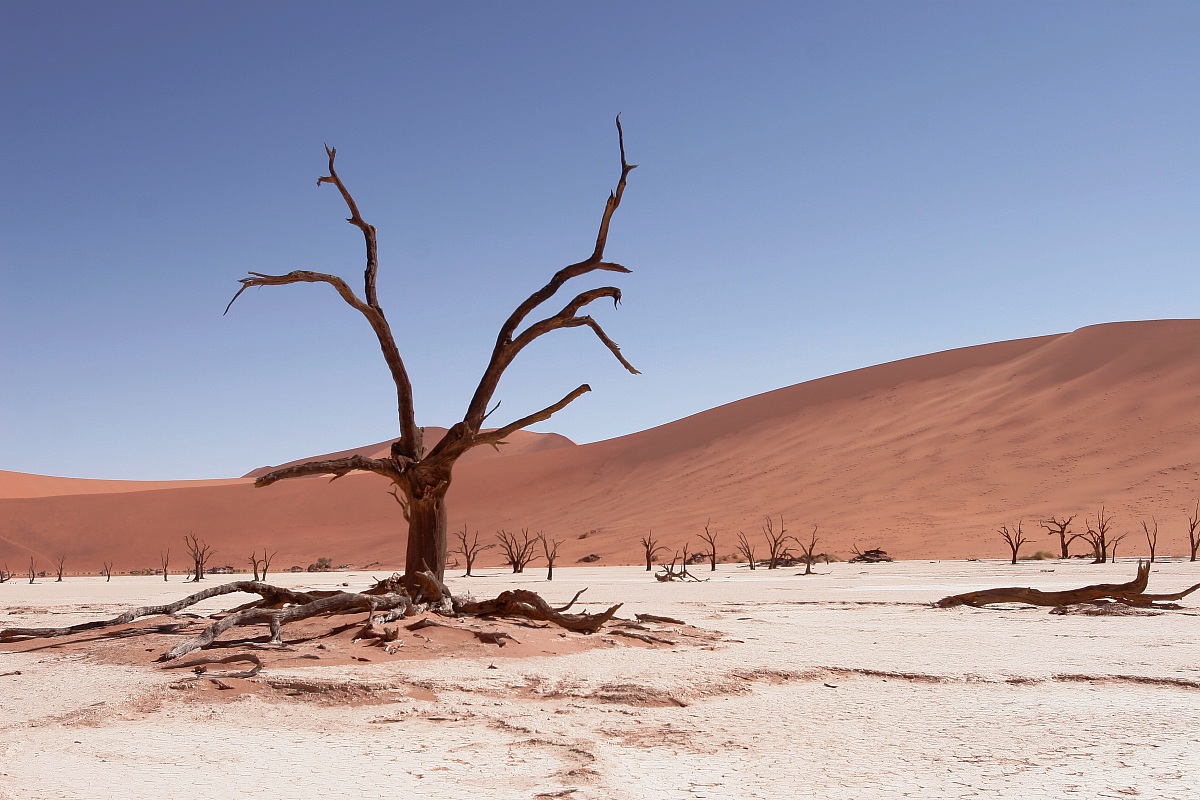 dead vlei 1