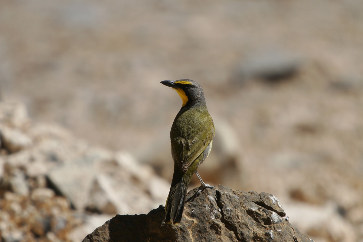 Averla bok-Makiri (Telophorus zeylonus)