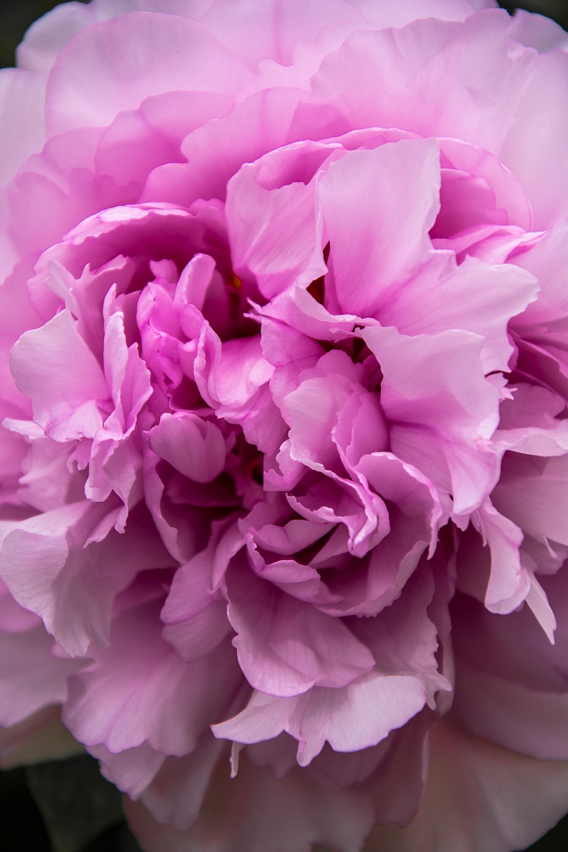 Peony
