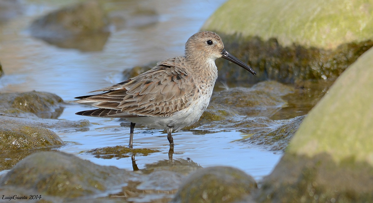 piovanello pancianera