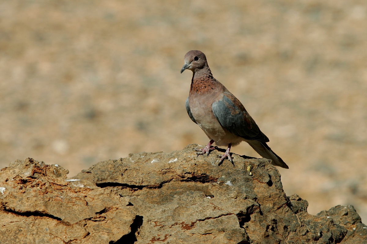 tortora delle palme (Spilopelia senegalensis)