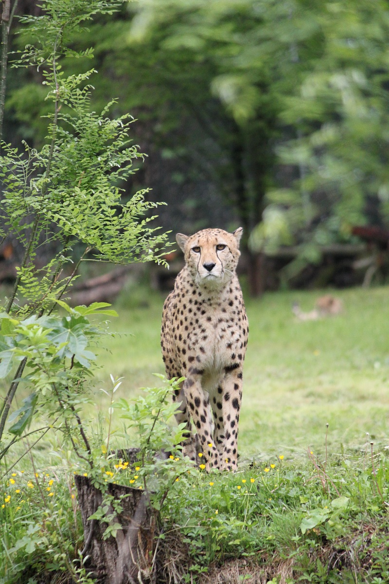 Eleganza fatta animale