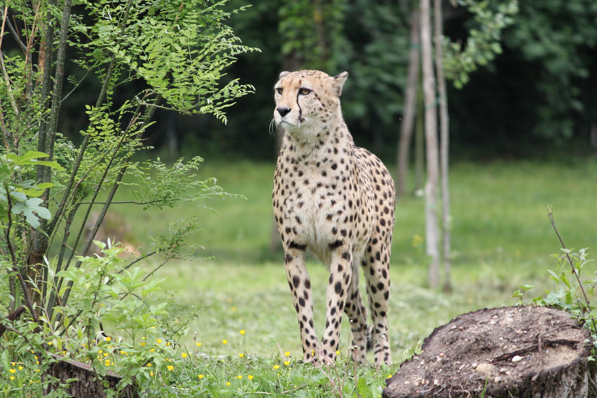 Eleganza fatta animale 2