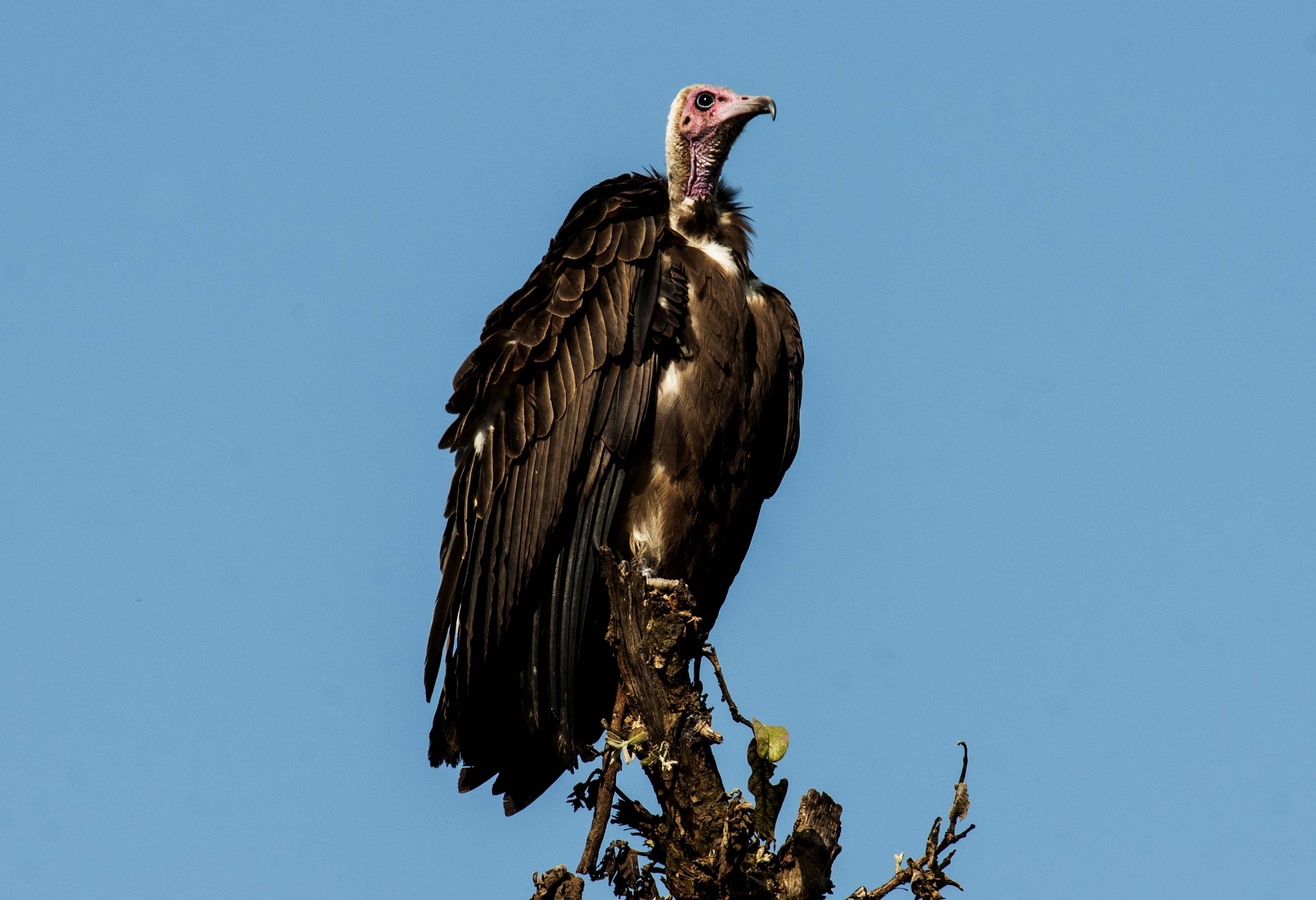 Hooded Vulture - Necrosyrtes monachus
