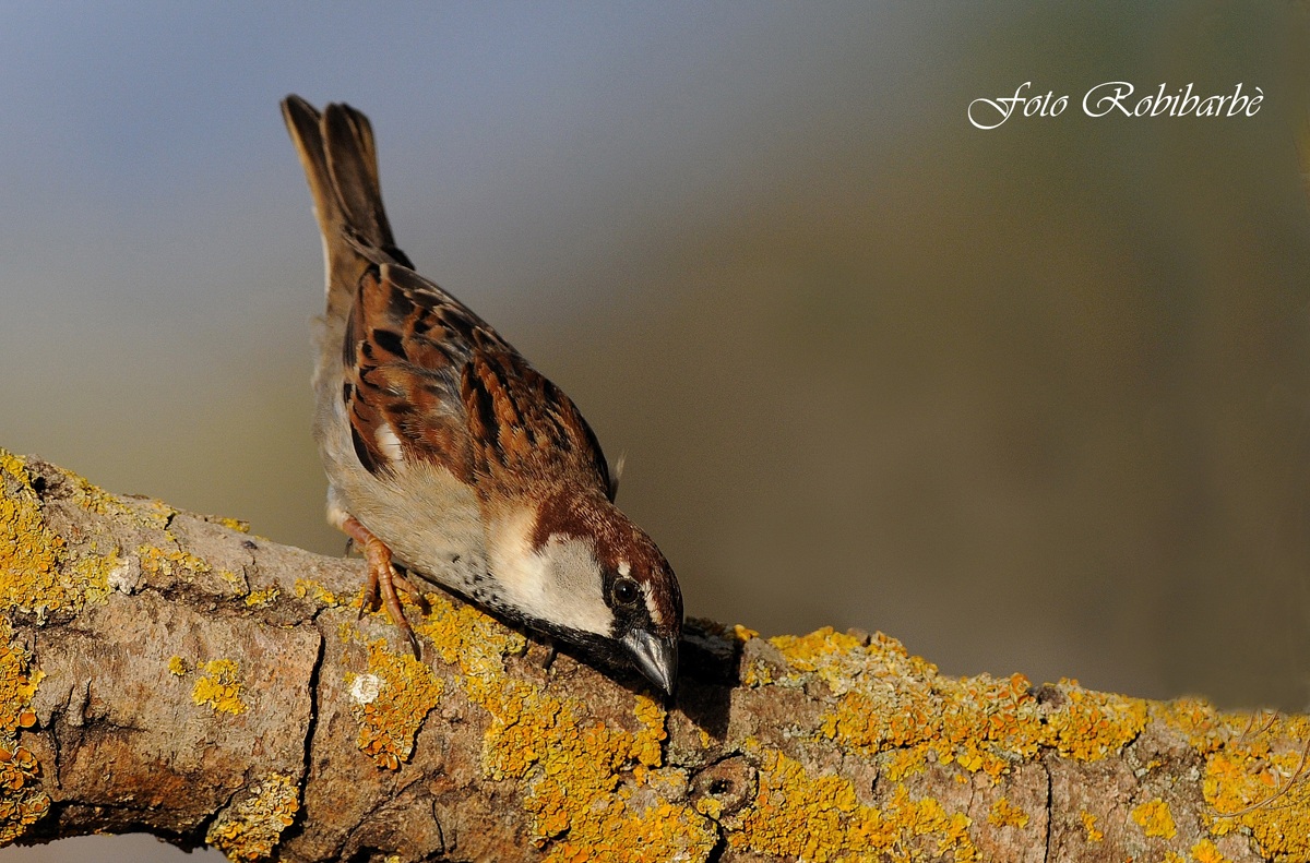 Passero comune in tuffo....