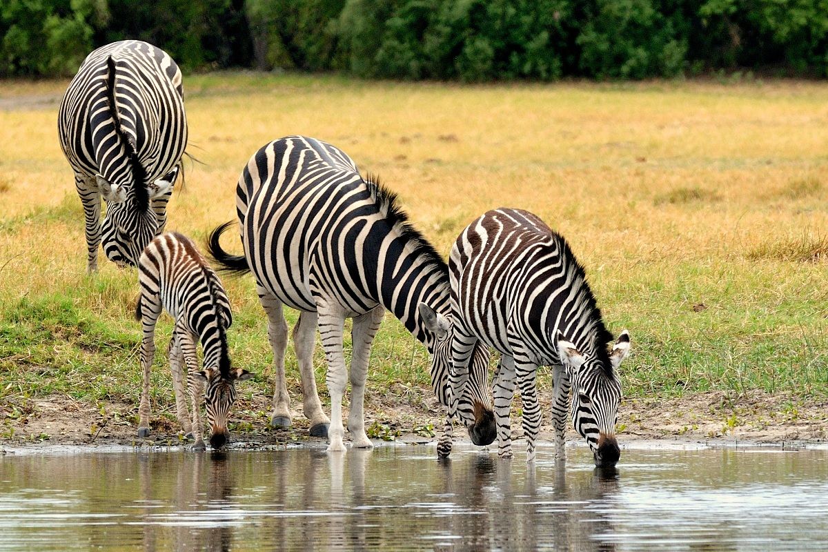 Zebre all'abbeverata