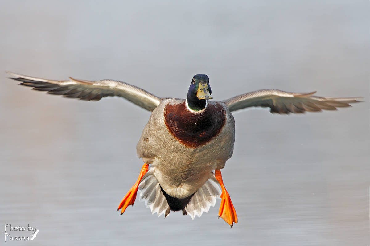 Assolutamente no crop!