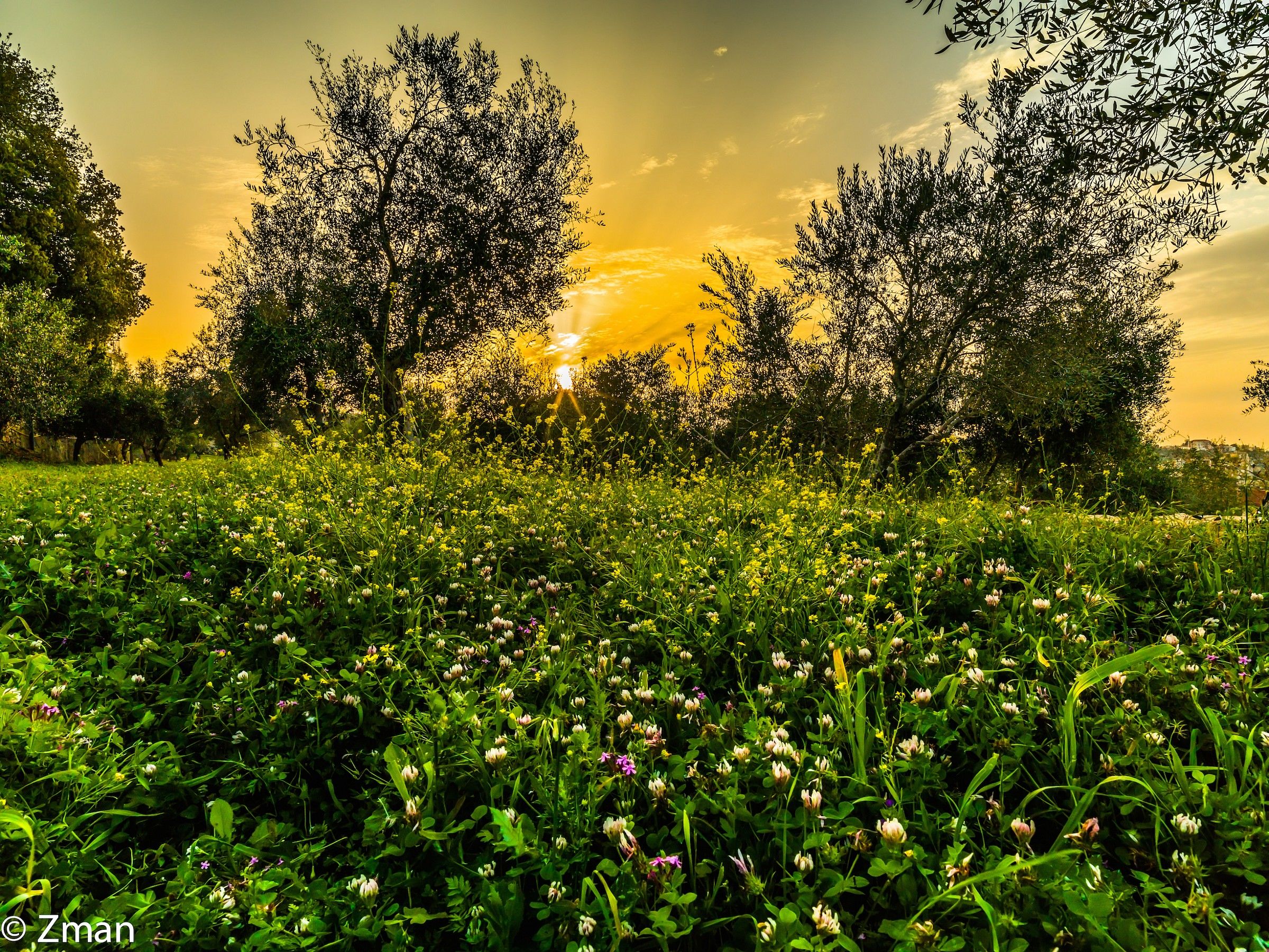 Spring Time in our Olive yard
