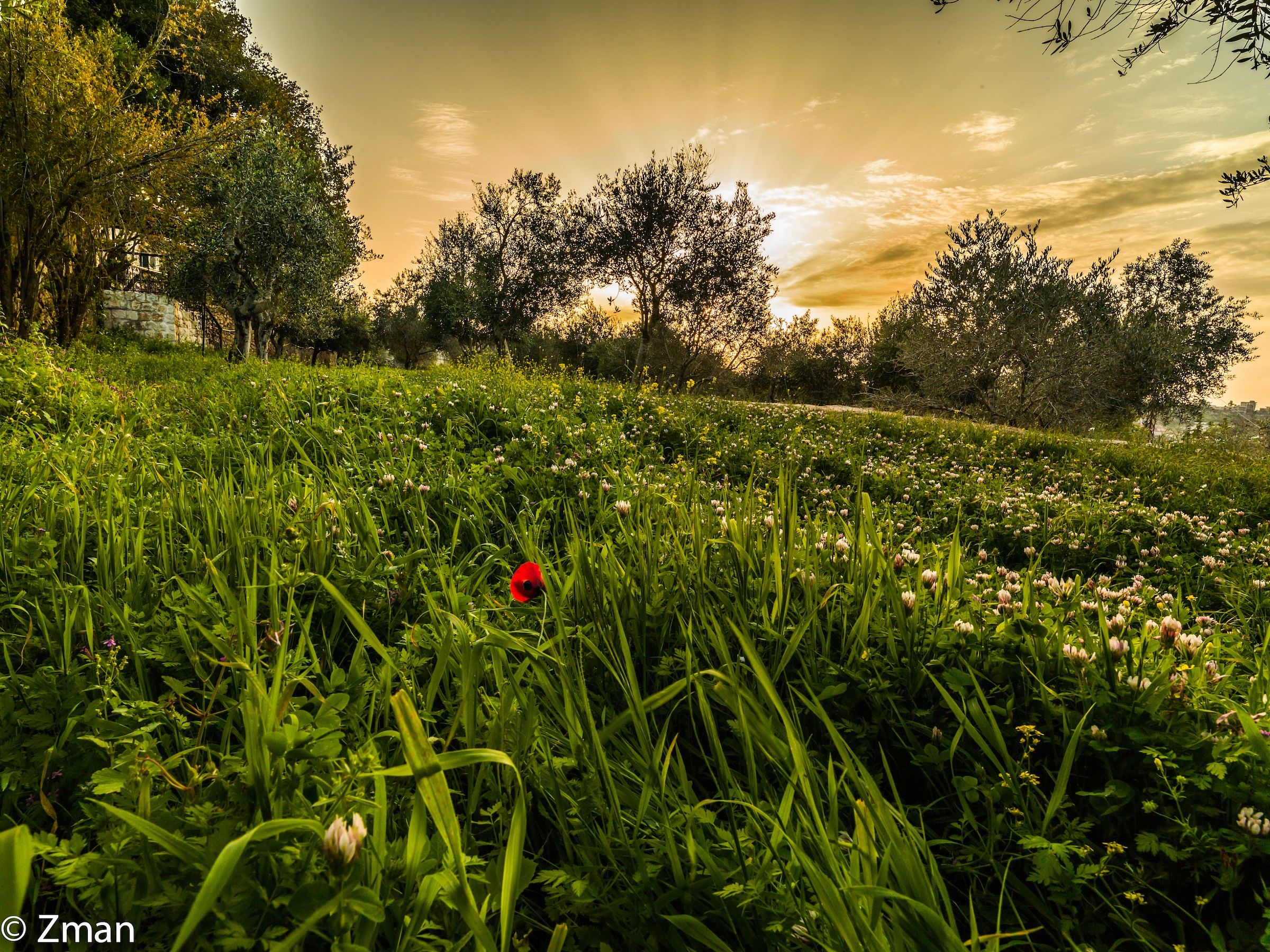 Spring Time nel nostro cortile Olive