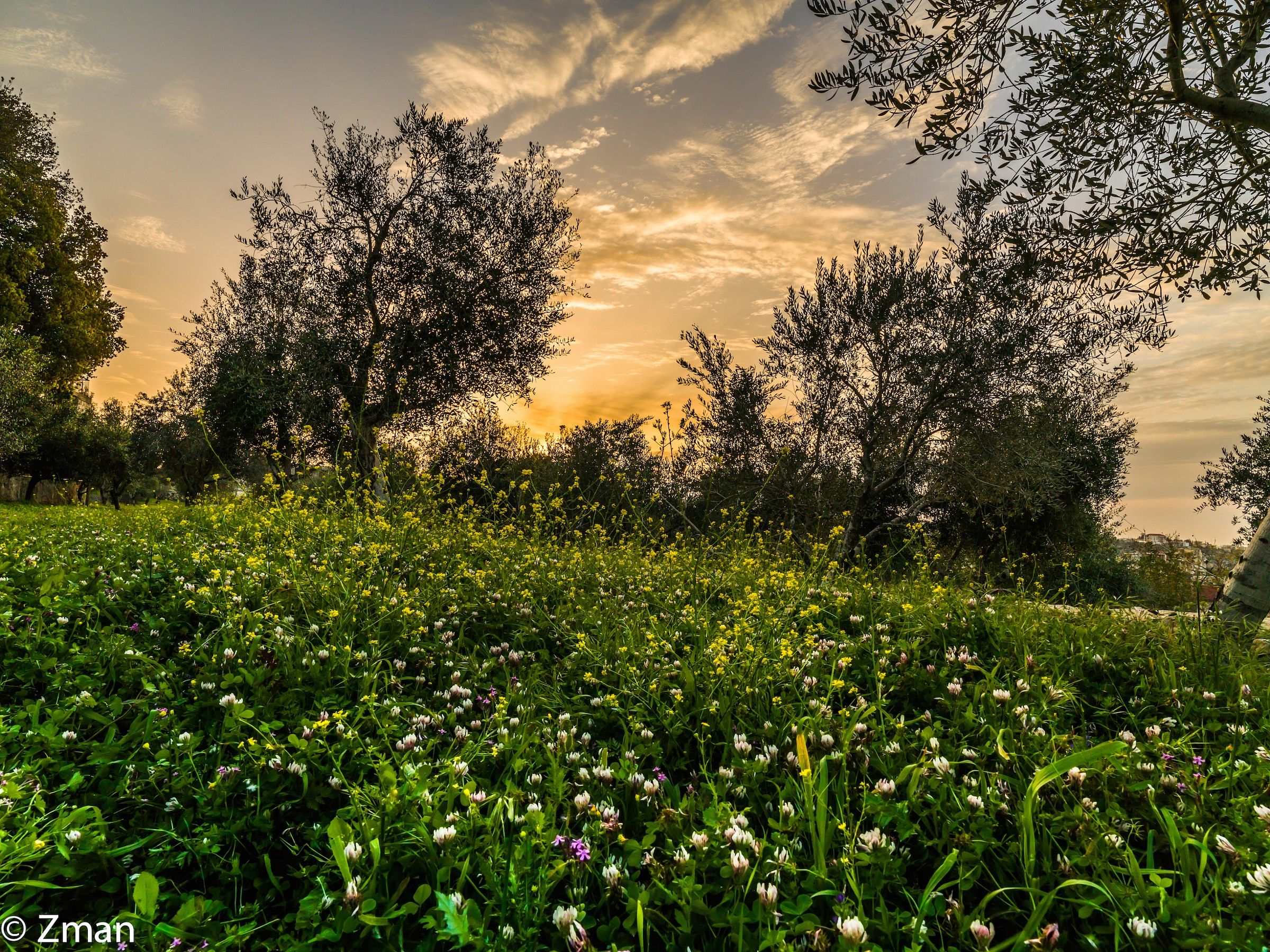 Spring Time in our Olive yard