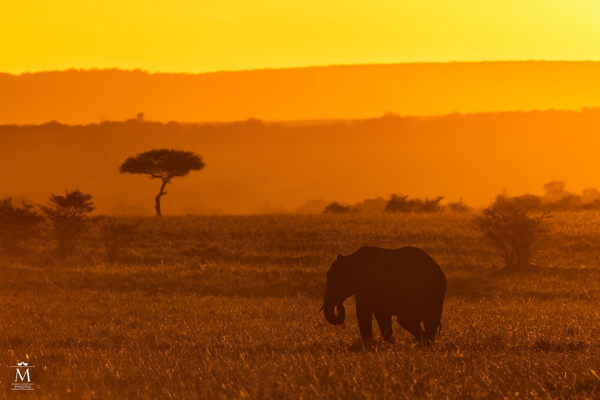 L'Elefante che Scotta.