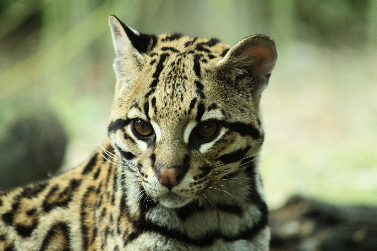 Gatto delle montagne