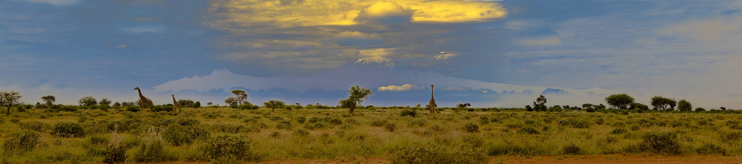 kilimangiaro cartoon