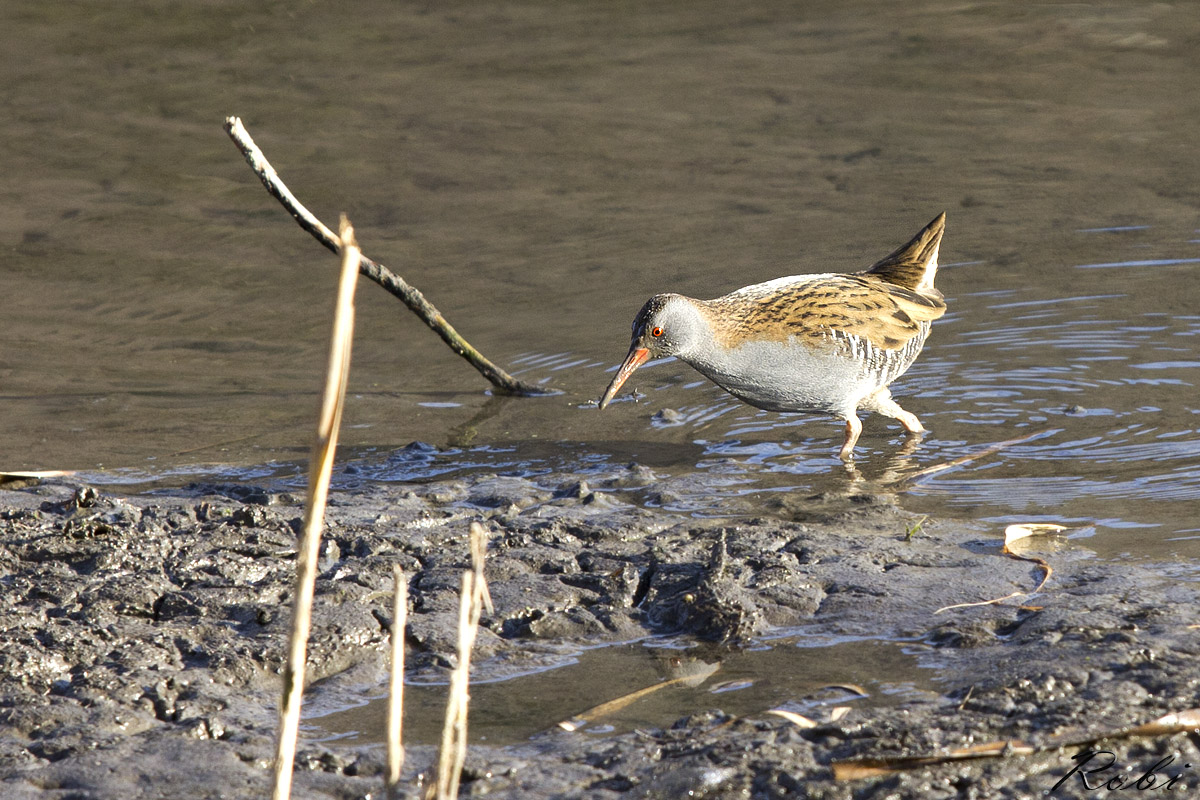 Porciglione sulle rive dell'adda