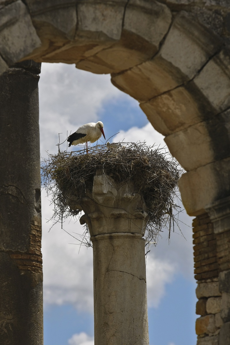 new born in the old town
