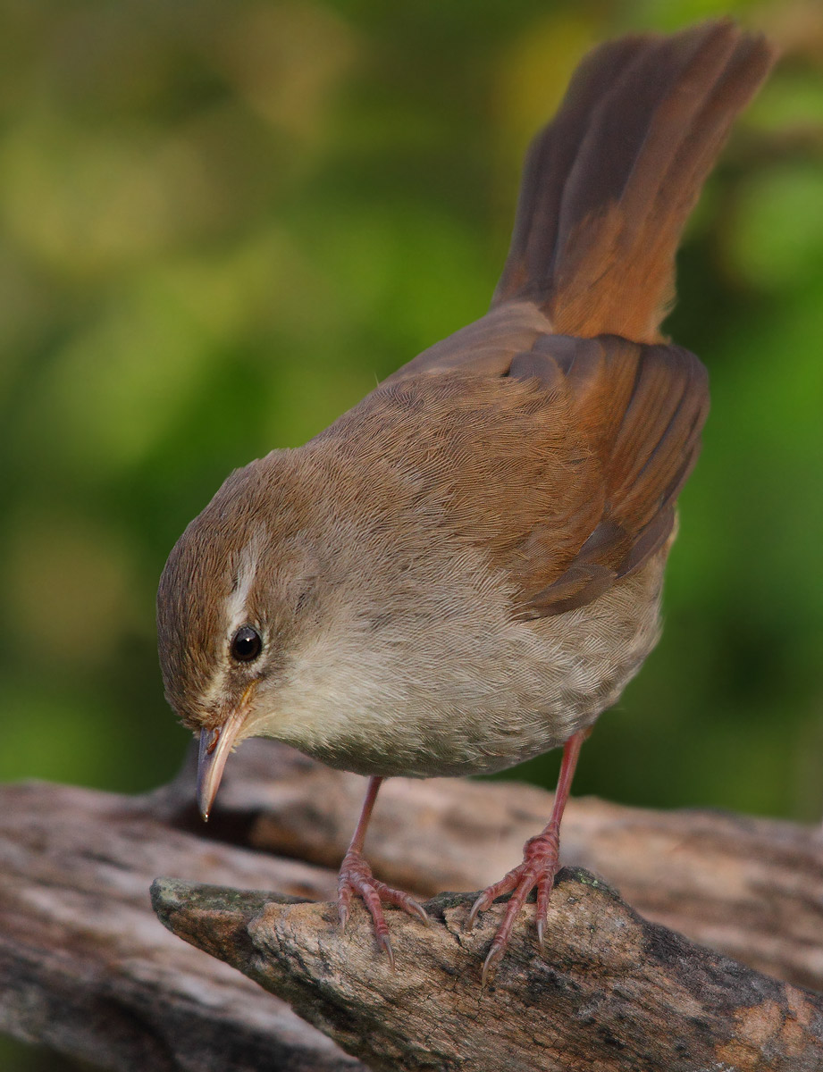 Cetti's Warbler