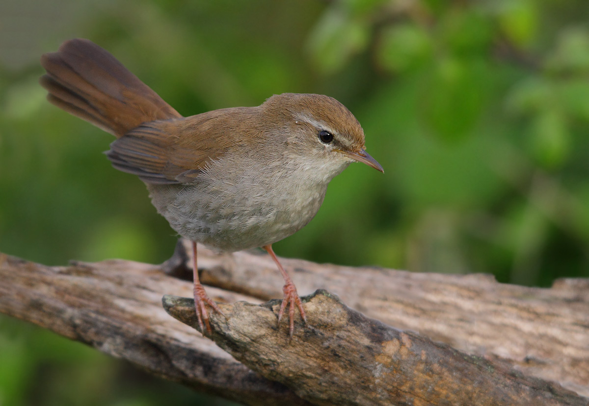 Cetti's Warbler