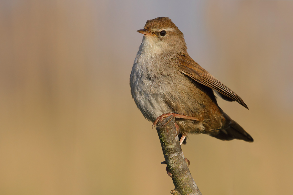 Cetti's Warbler