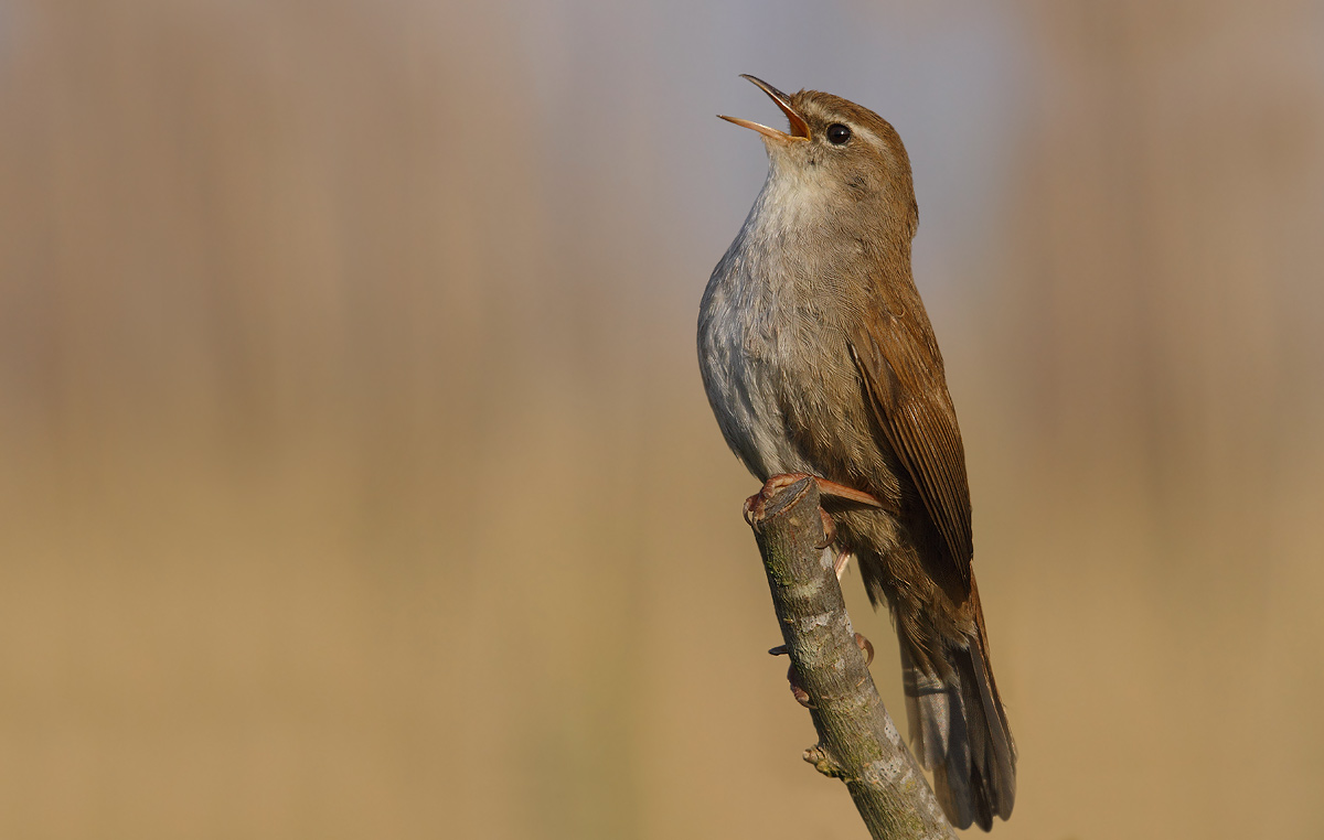 Cetti's Warbler