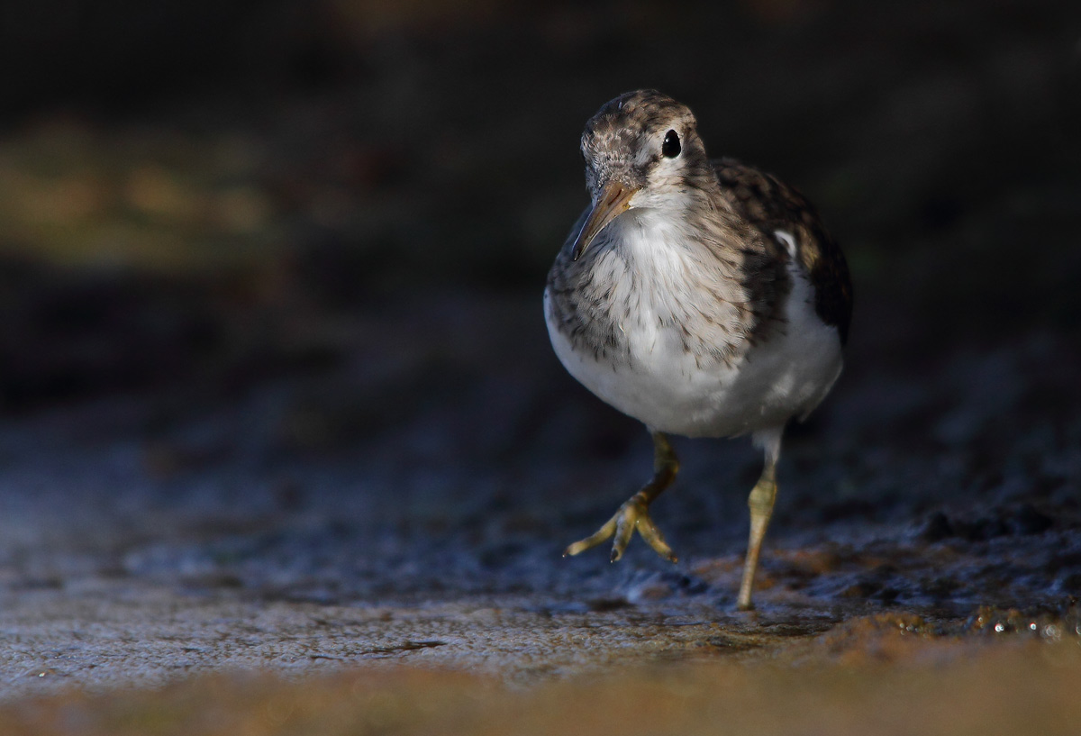 sandpiper