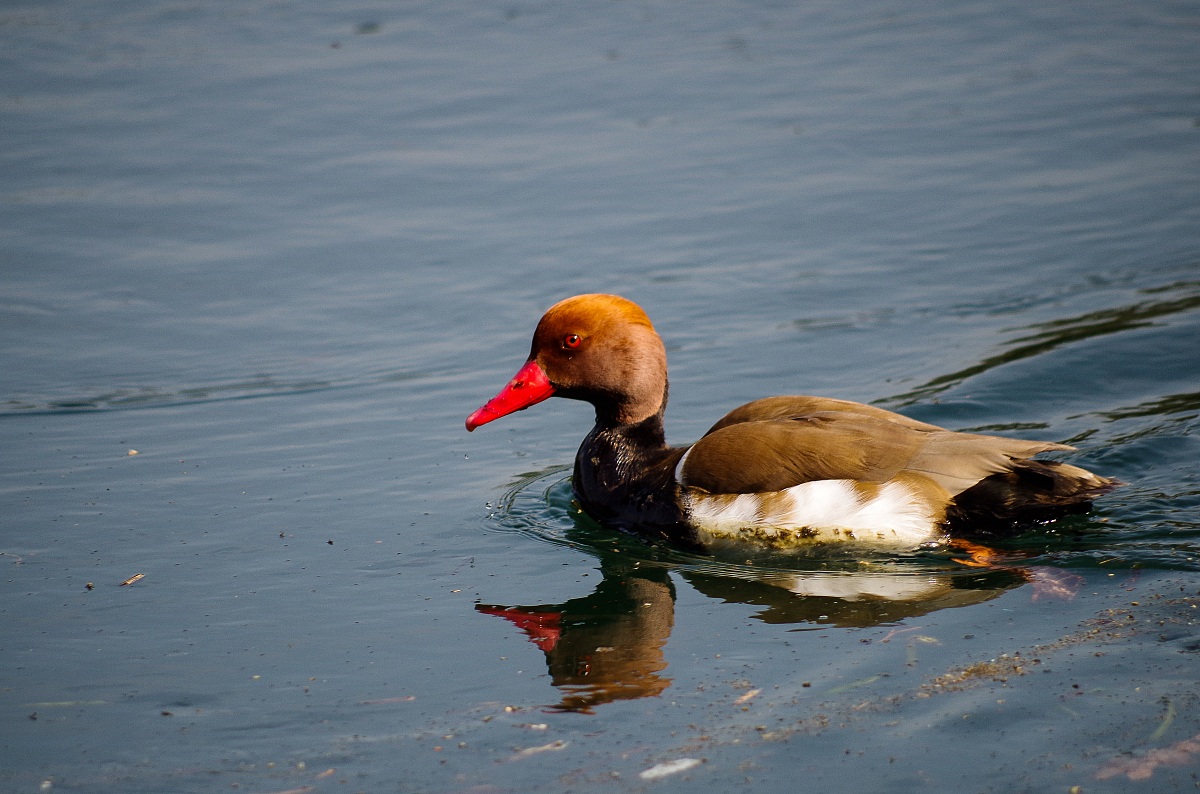 Pochard