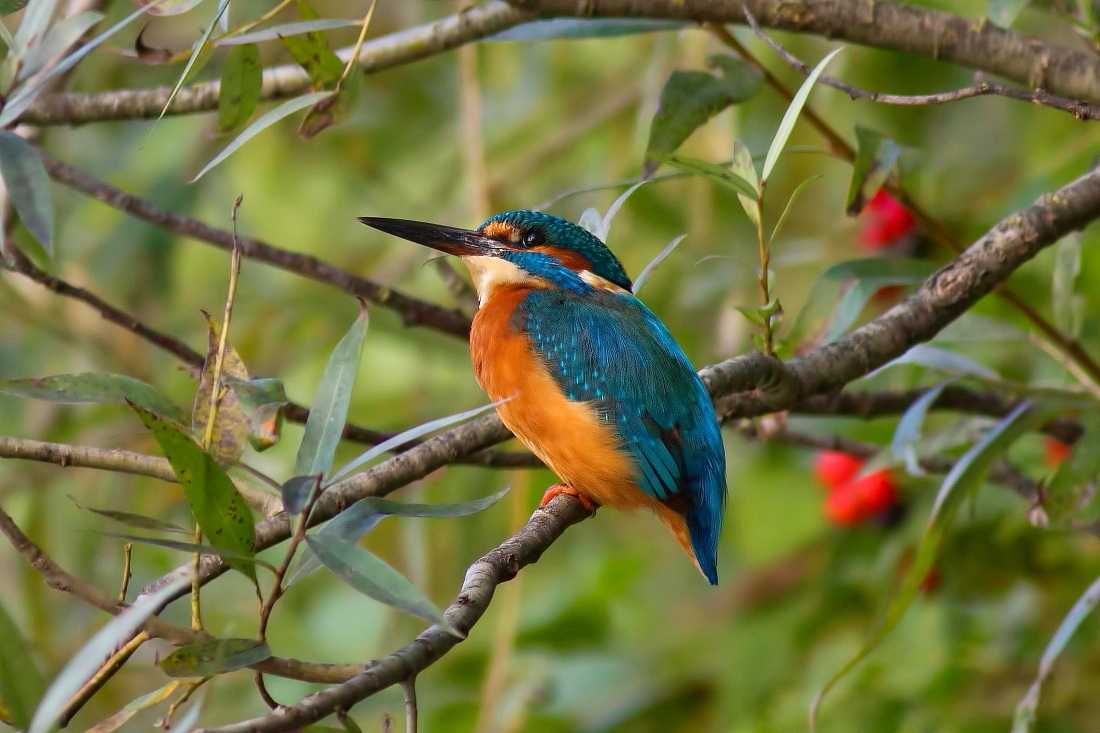 Martin Pescatore: Colore nei Colori
