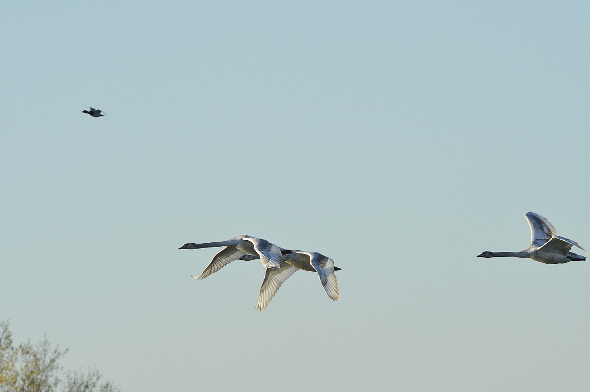 giovani cigni in volo