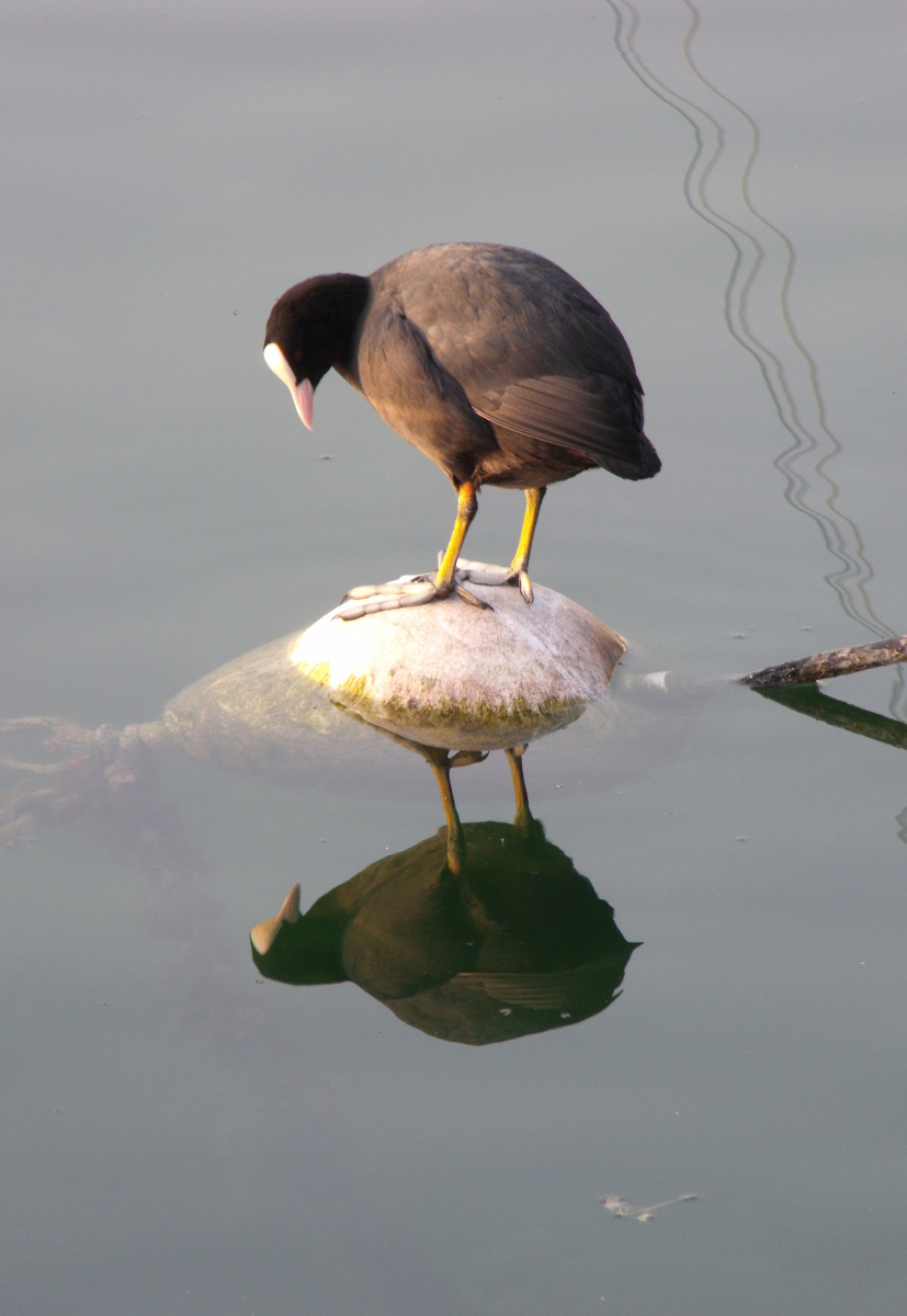 Mirror, mirror on the wall