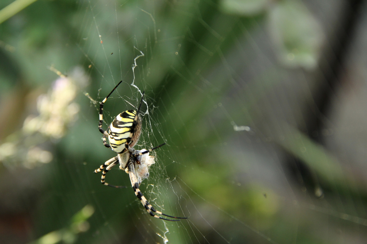 Wasp Spider