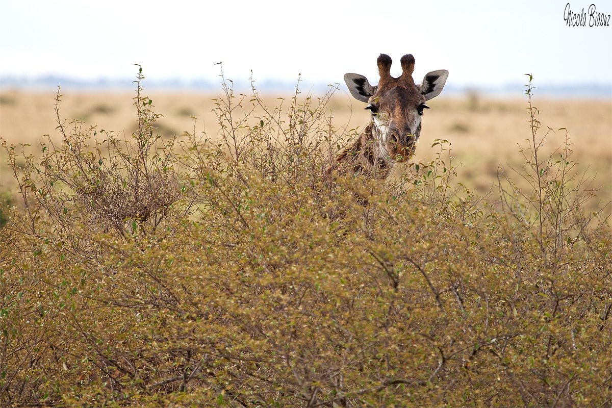 Il Mara visto da quassù