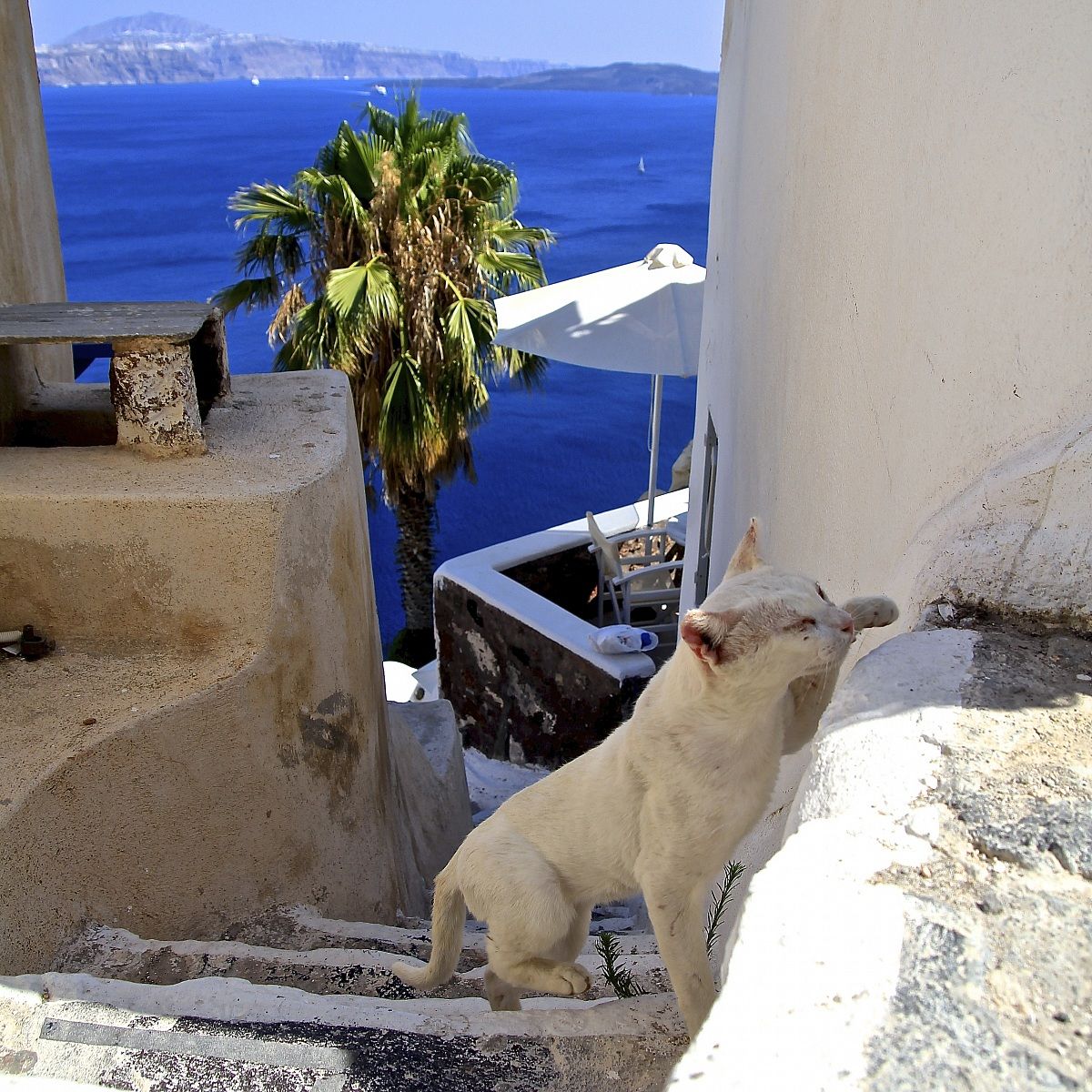 Greek Cat