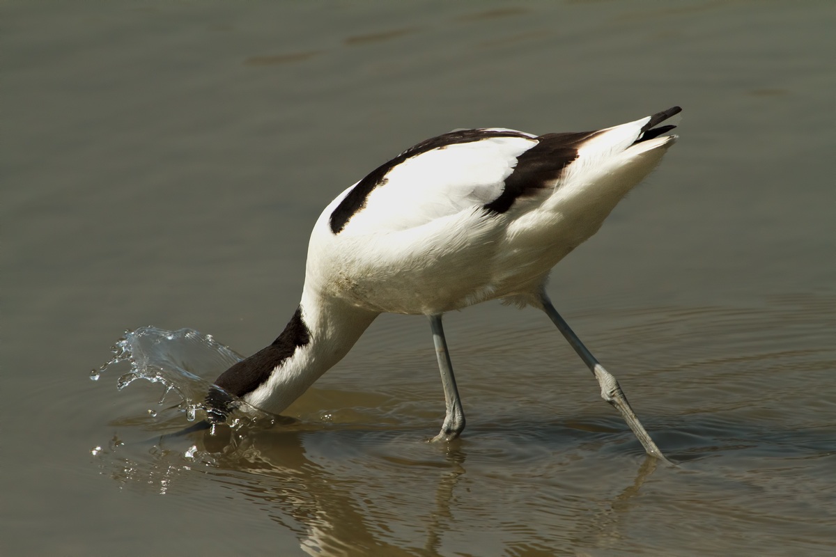 Avocet
