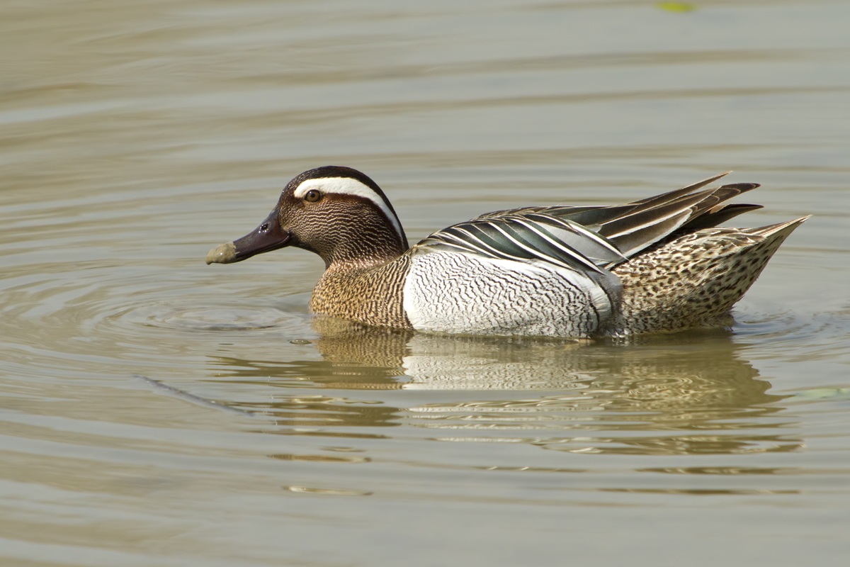 Garganey male