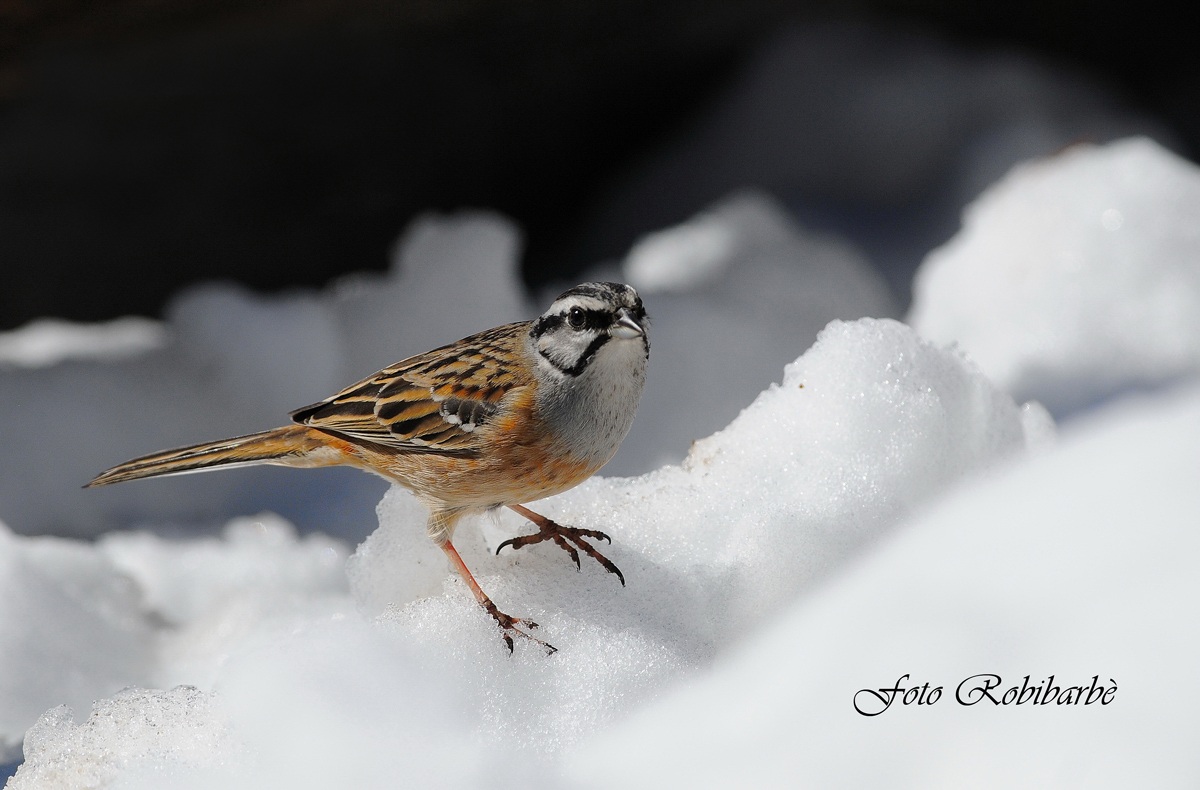 Zigolo Muciatto.....