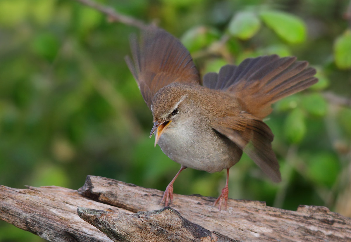 Cetti's Warbler