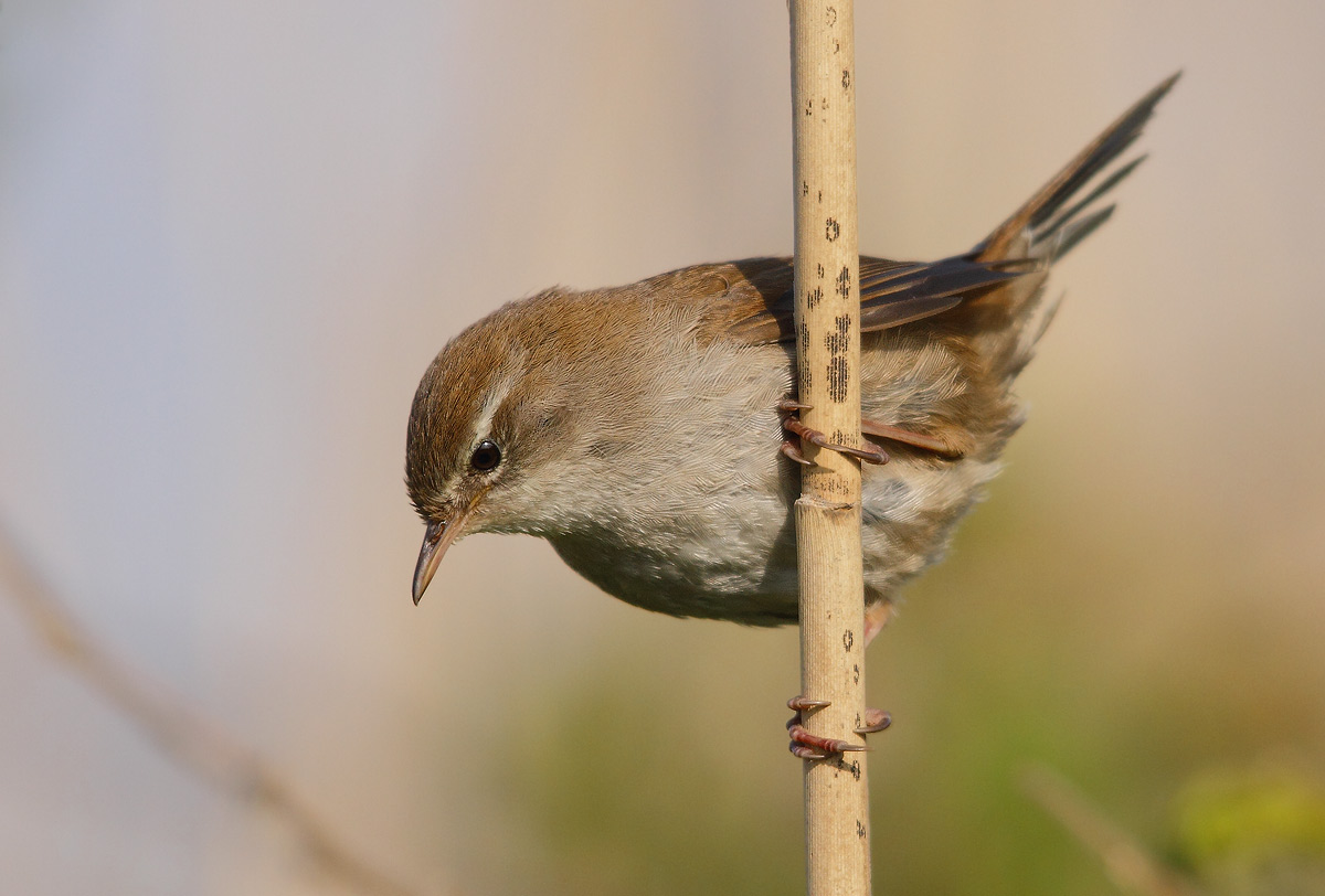 Cetti's Warbler
