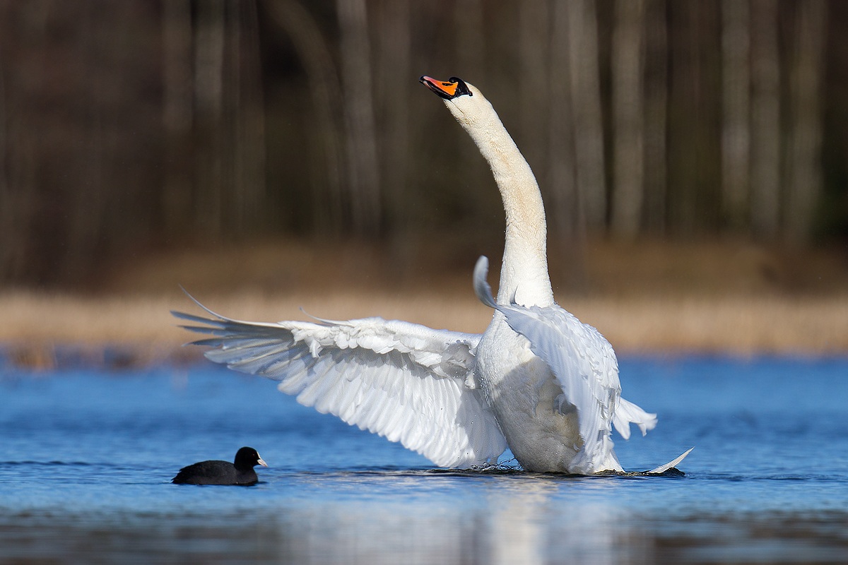 Uscire dalla mia piscina!