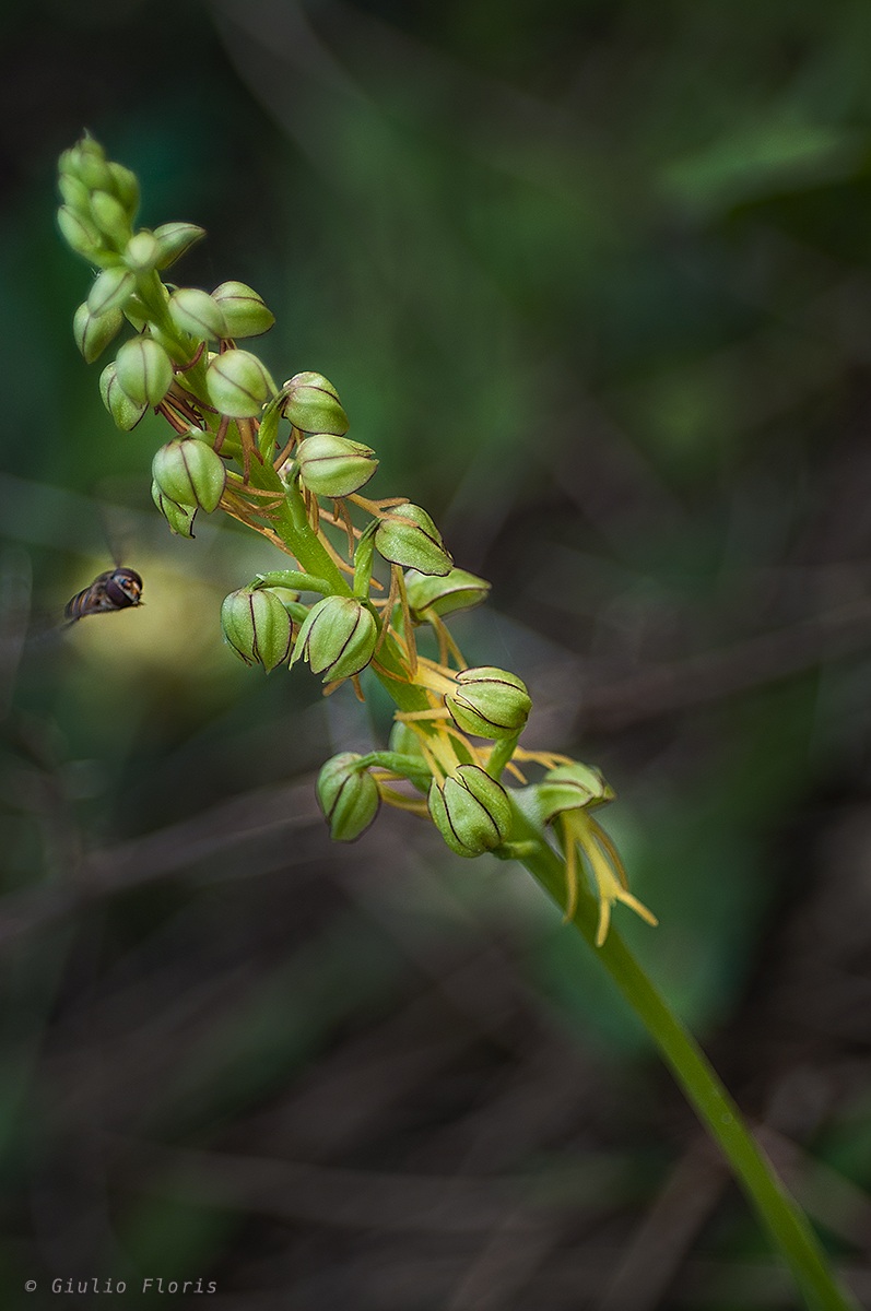 Orchis anthropophora with Unidentified Flyng Object