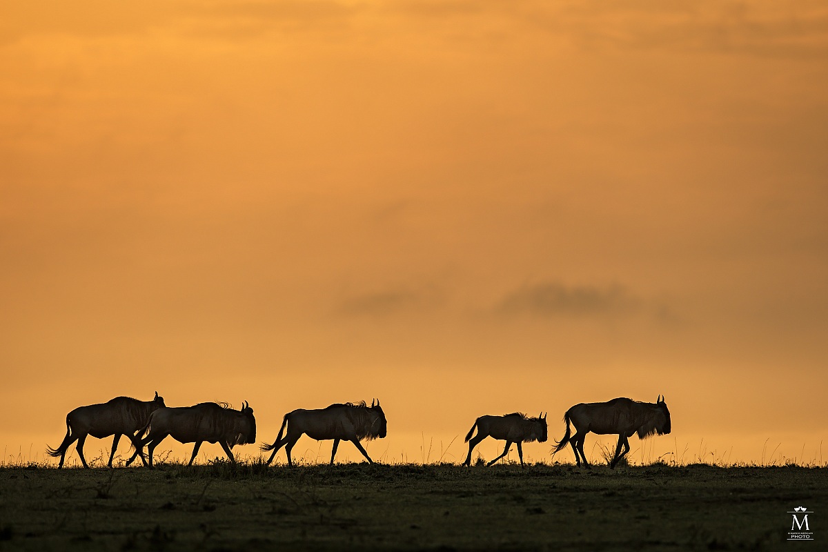 Un Nuovo Giorno anche per gli Gnu.
