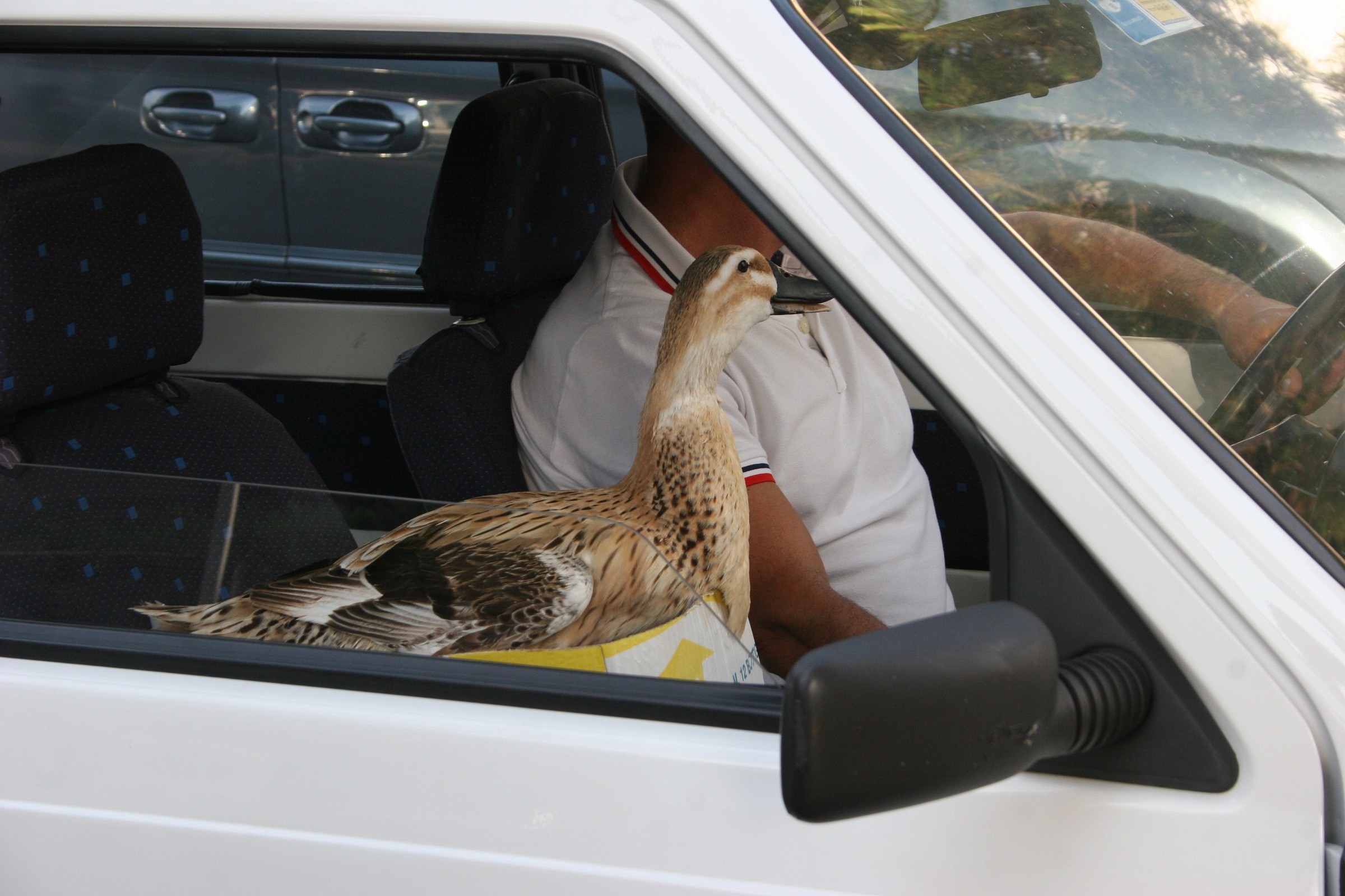 but what kind is it?? goose patented!