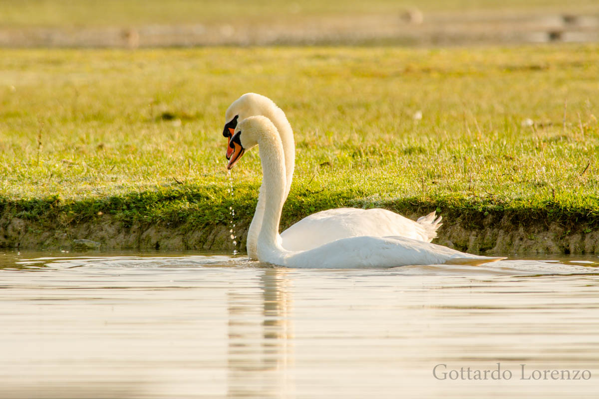 coppia di cigni