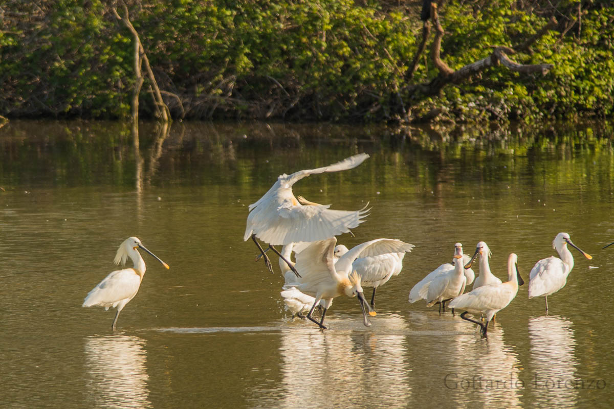 group of spoonbills