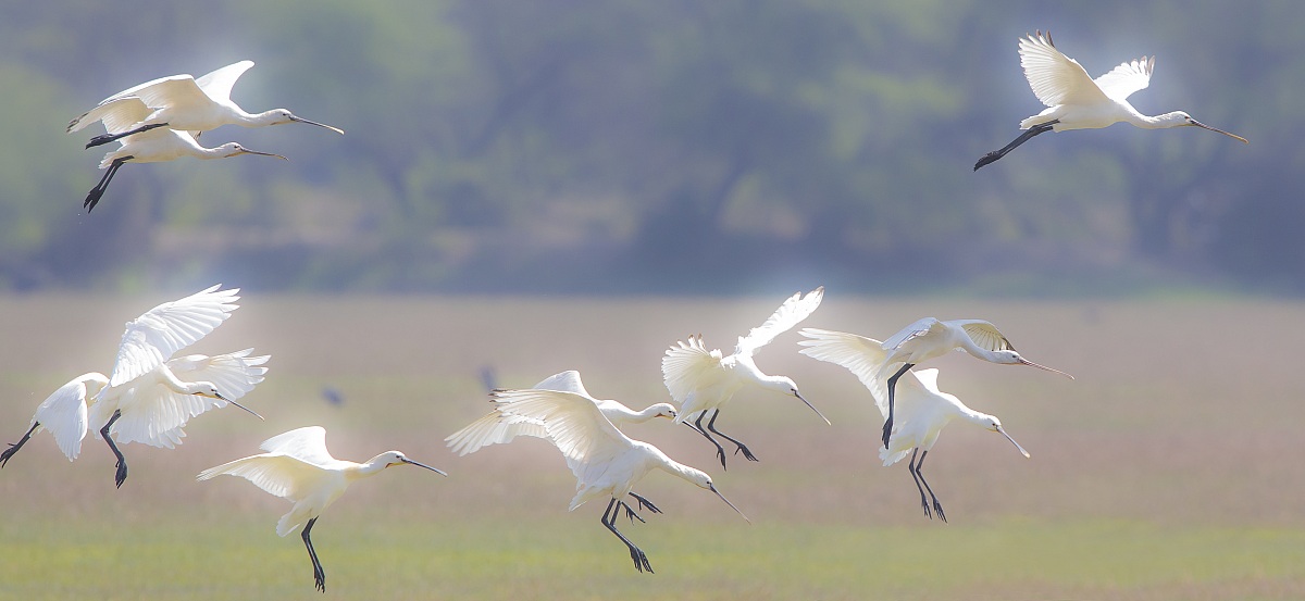 Spoonbill angels
