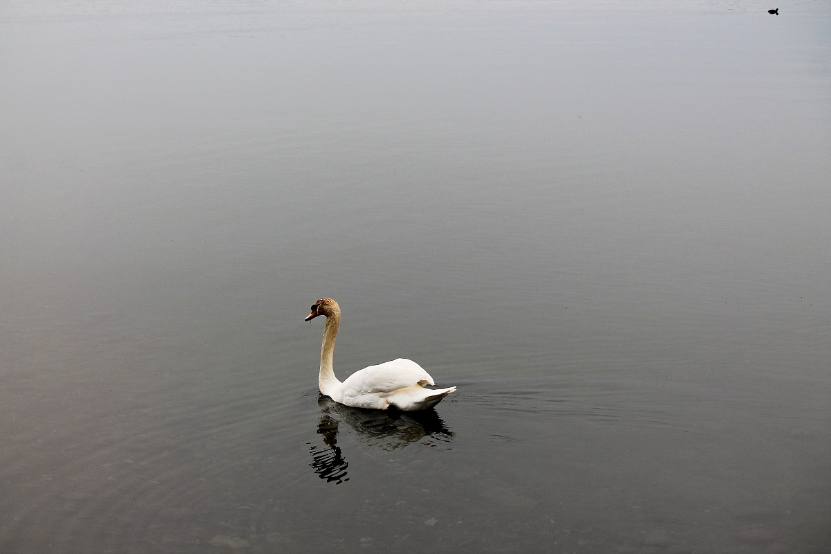 Floating Swan