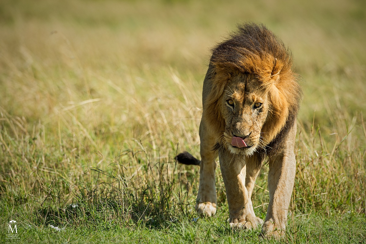 Passeggiata Africana.