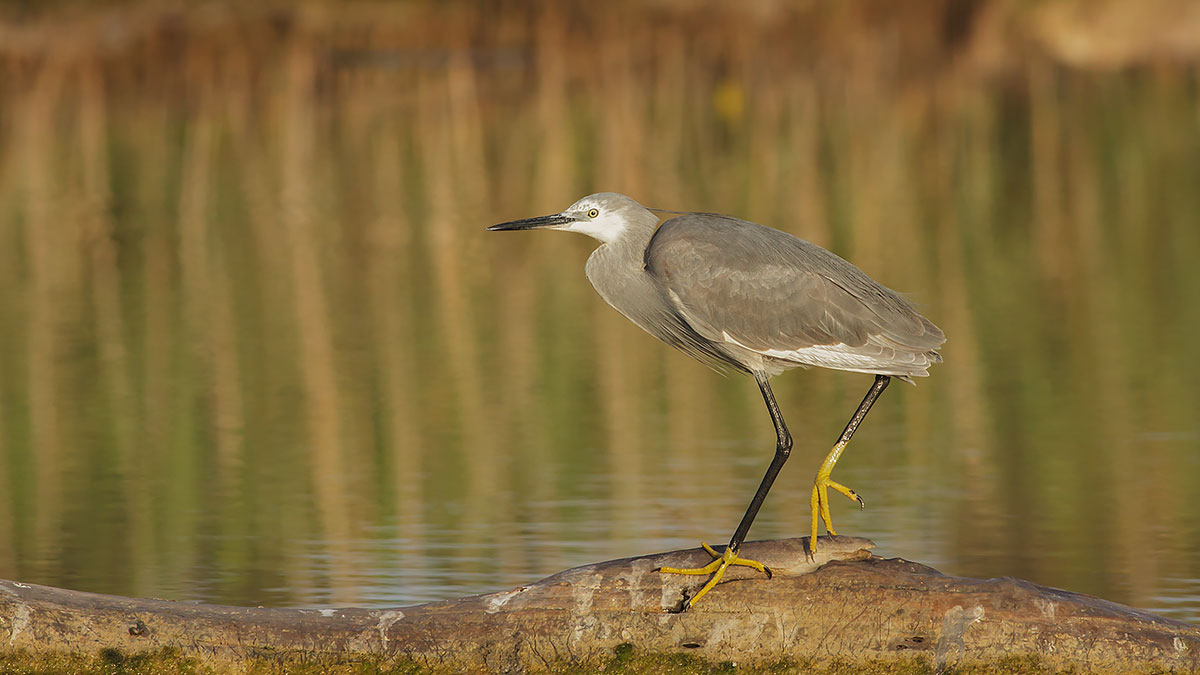 Egret gray