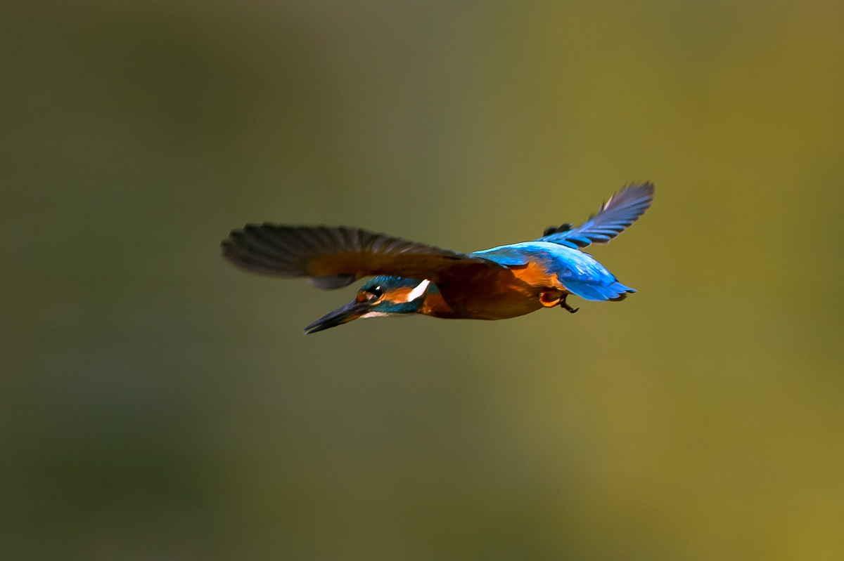 Martin Pescatore in volo