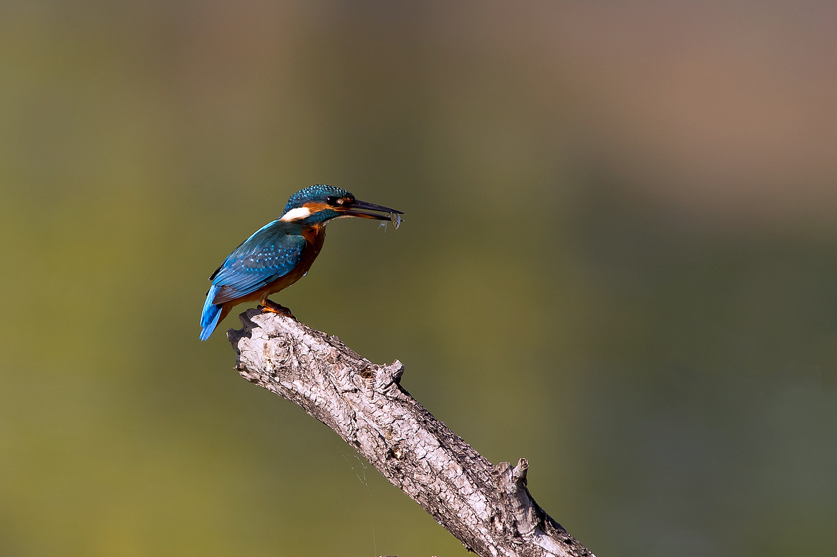 Martin Pescatore con pesciolino